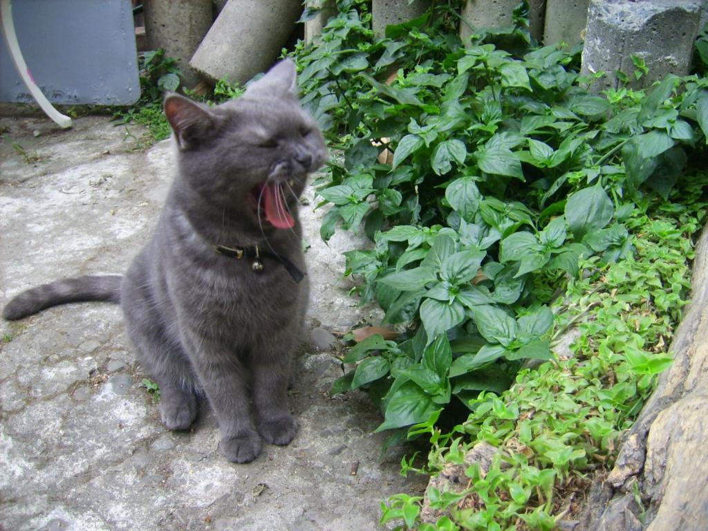 花精與精油、純露的差別