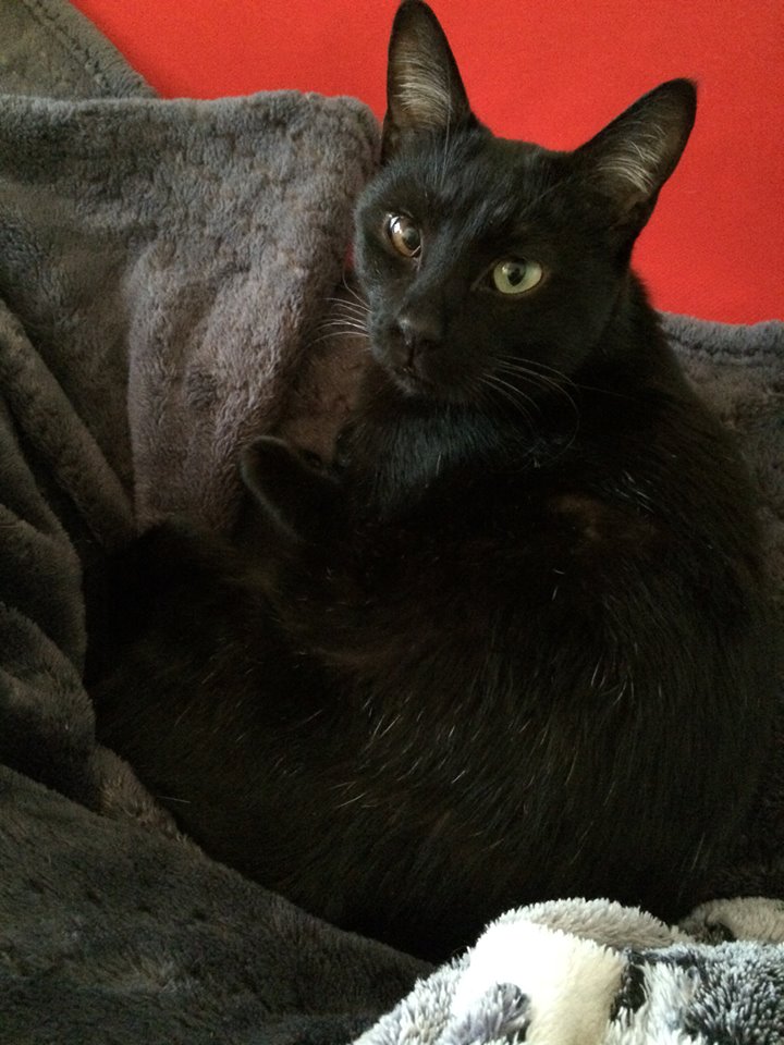 2017.塔羅百題迴向NANA貓