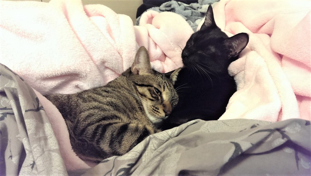 2018/1.紀錄NANA醬貓