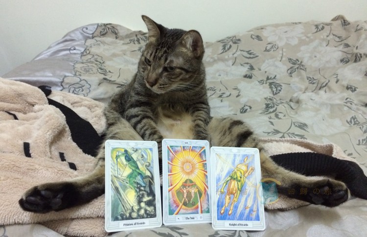迷惘、不安，陷入當局者迷？米爾貓塔羅占卜釐清局勢、評估利弊，協助制定行動方針，透過塔羅牌占卜解析破除迷霧，看見清晰與安全感，開創屬於自己的道路。