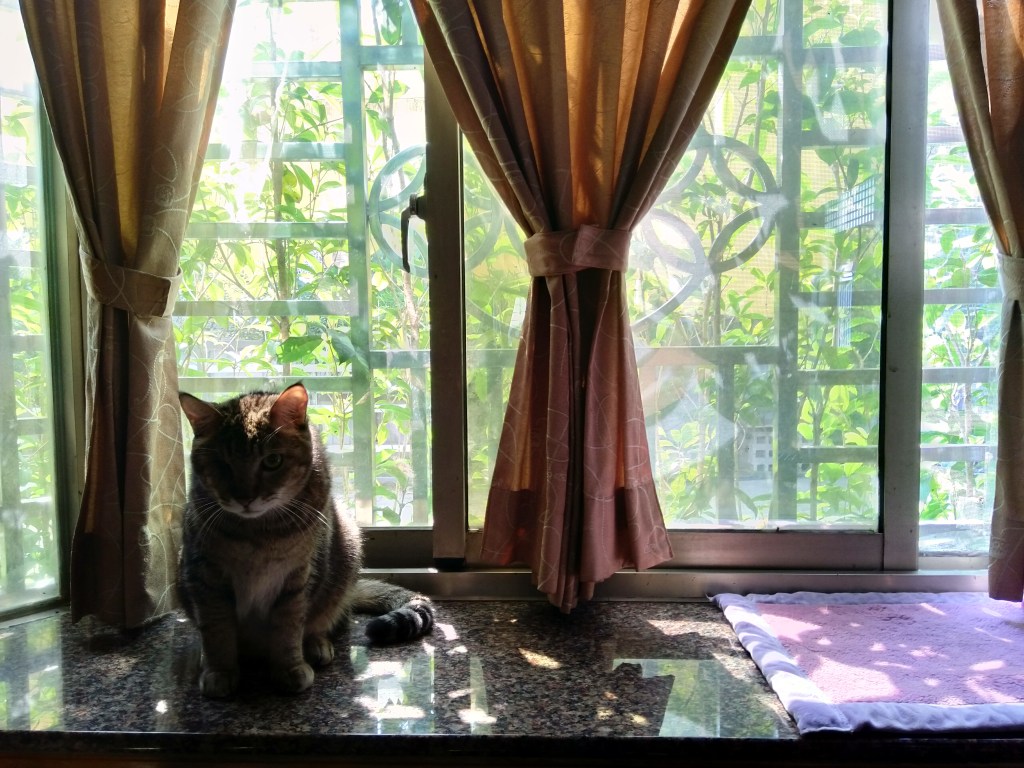 2020/11.另一種生日快樂