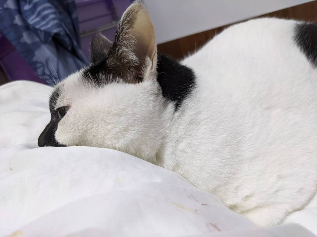 頌缽順時中．寫在相隔一年後