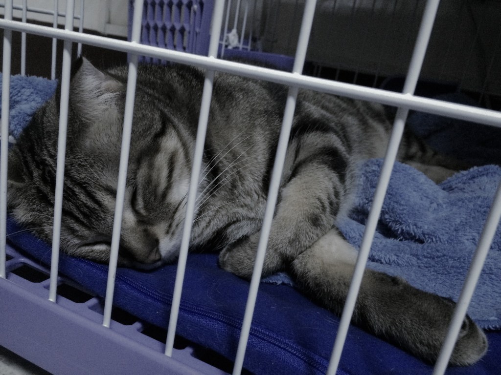 米爾貓催眠療癒初體驗，透過看見來釋放與領悟