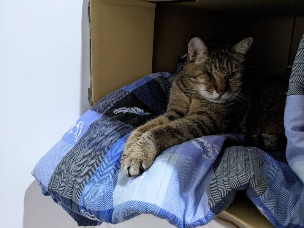 貓貓療癒法，養貓前須知，跟貓咪學習設立界限