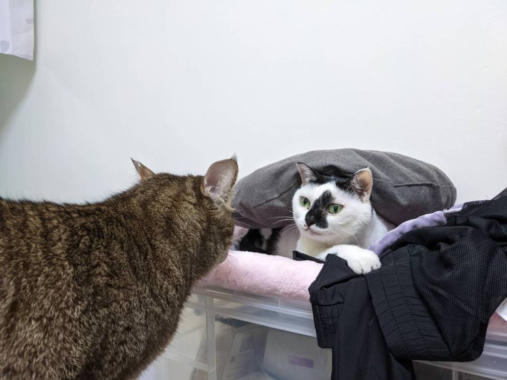 2022年末回顧．開啟催眠之旅