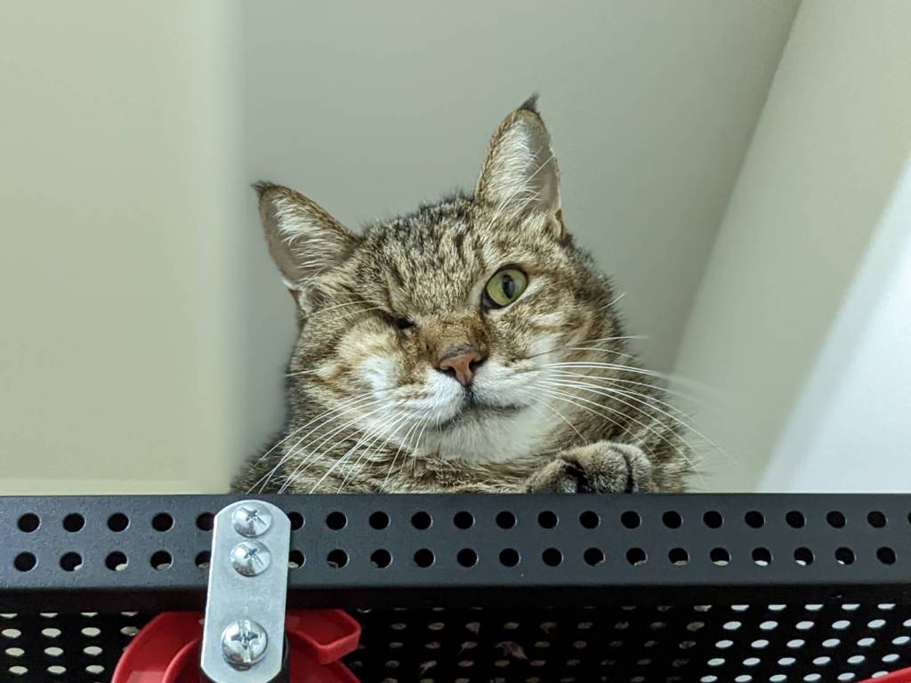 可以遠距使用視訊進行催眠探索嗎？