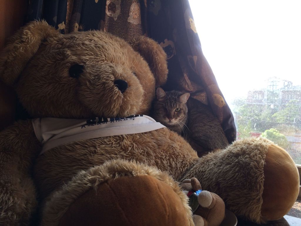 催眠療癒式動物溝通．服務介紹