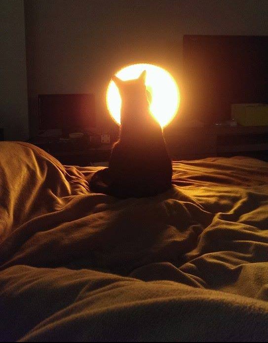 2018年度回顧．雲霄飛車