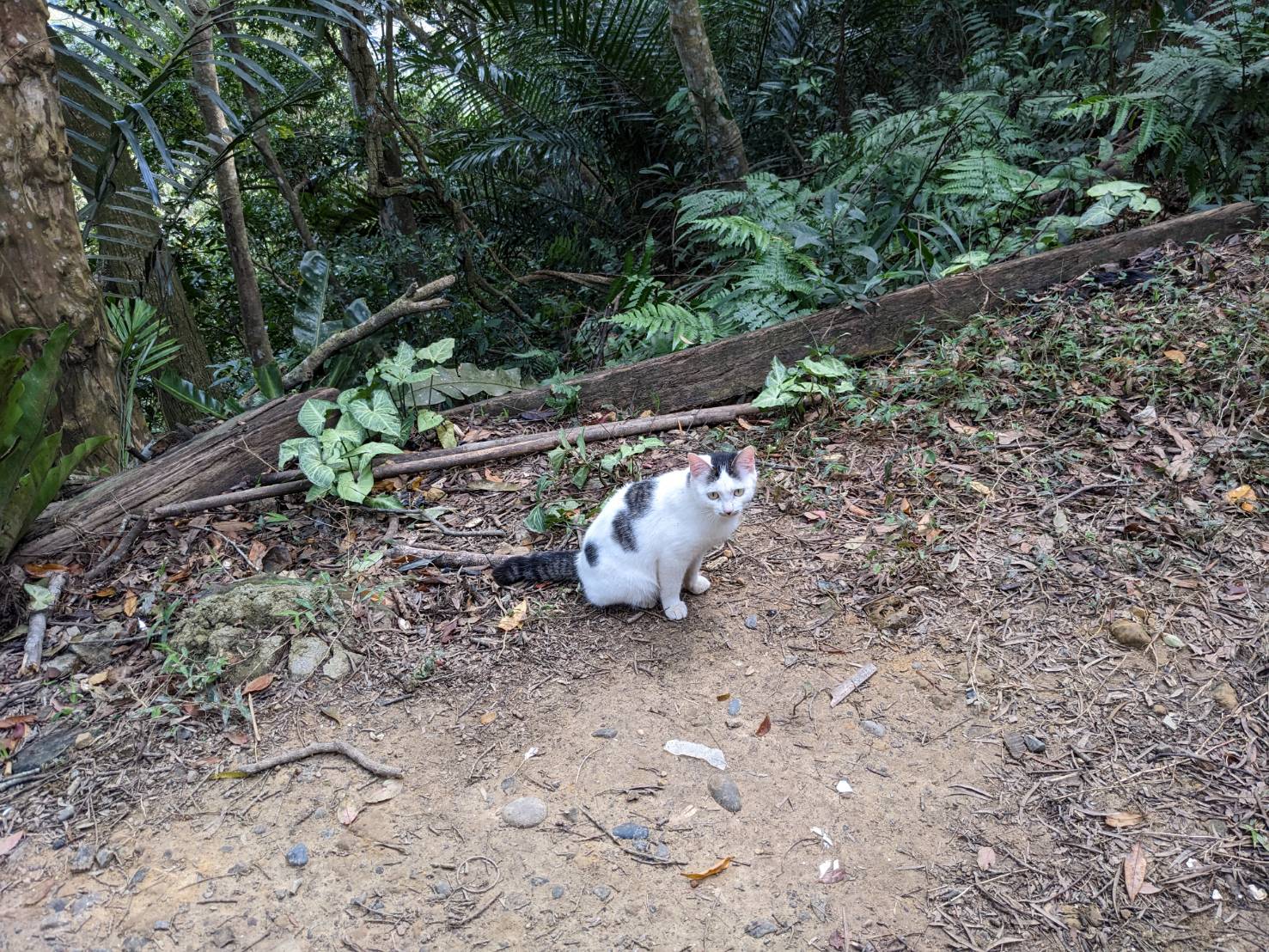 這是年末回顧時提及，在心之實境．台東催眠課程中的大突破，悶了 15年的傷，一直想完整的打成一篇文章，就這樣又煎熬了一年，終於要來說說這件事，可能也還沒有準備好，但怎麼樣才算是所謂的準備好呢？