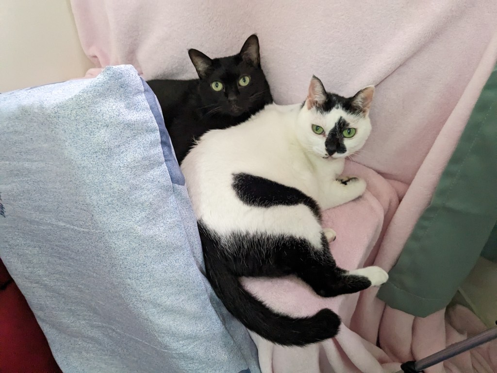 「米爾貓，我可以好起來呢？」談改變的歷程