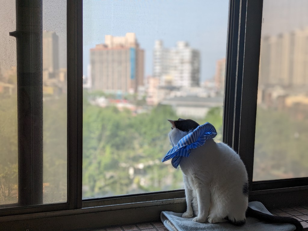 催眠的奇幻世界，為什麼烏龜要跟兔子賽跑呢？