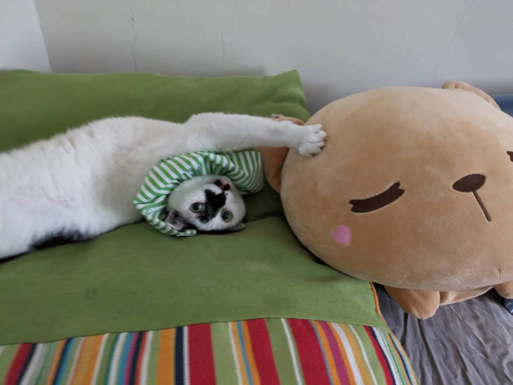 米爾貓也會做前世回溯喔，米爾貓前世回溯的故事