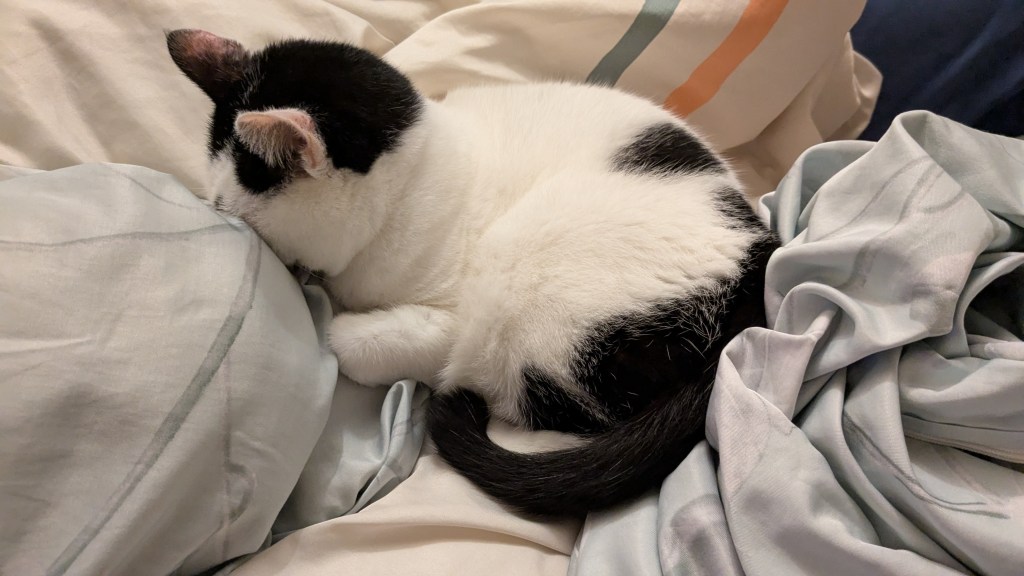 米爾貓原本不想學算命，因為我認為「準」沒有用，我想要的是改變