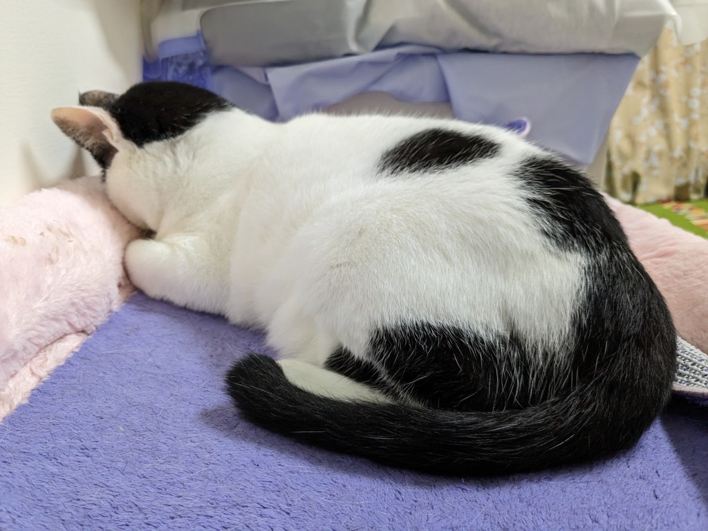 我的原生家庭（１０）傳統女性的悲歌，大媽上篇