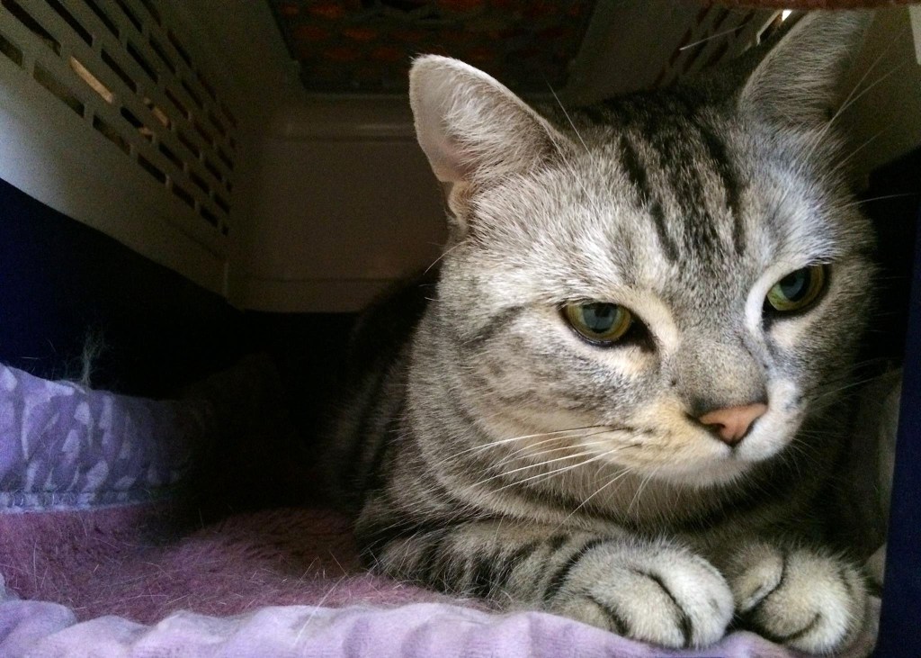 我的原生家庭（７）那個為愛義無反顧的人，姐姐上篇