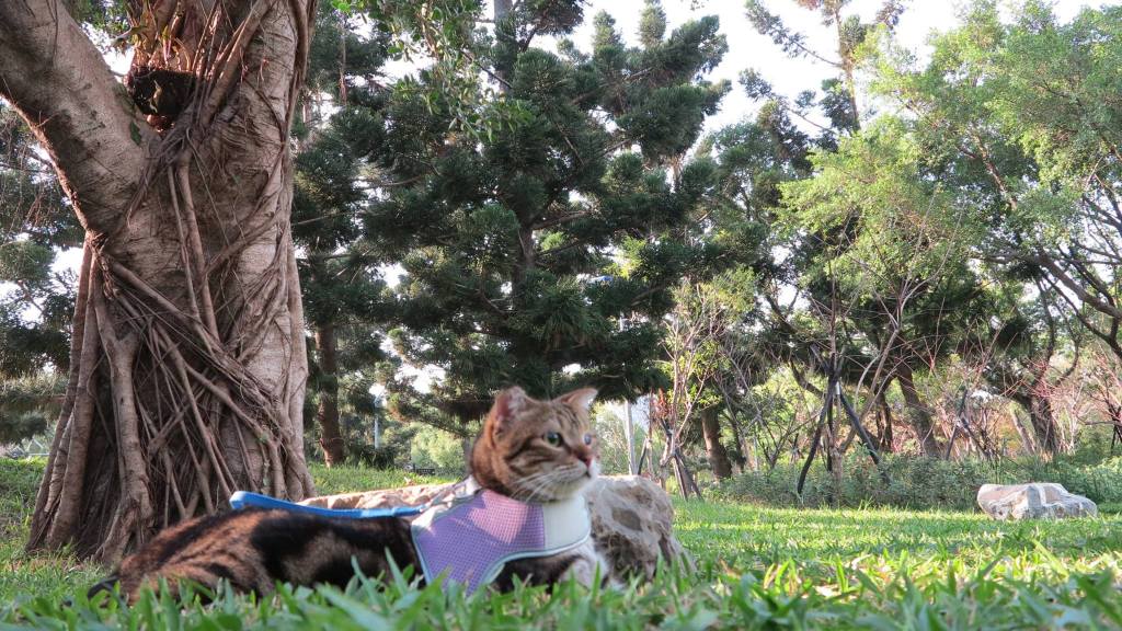 我的原生家庭（８）那個為愛義無反顧的人，姐姐下篇