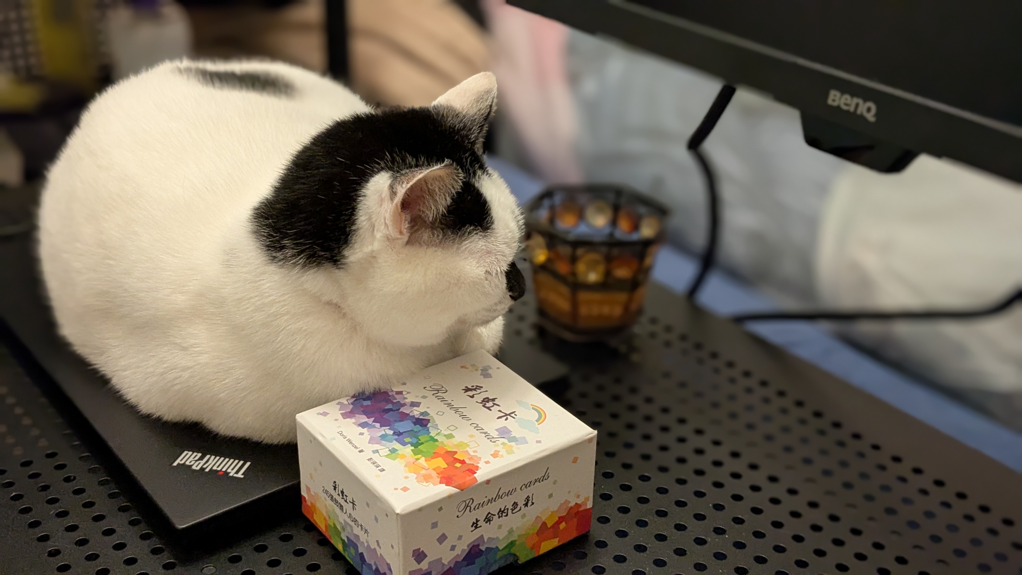 Mircat 催眠是一場高級的騙局? – 米爾貓丨紫微論命 x 催眠改運